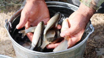 Фотография к новости: Бұл бағдарлама халықты балыққа қарық қыла ма? 