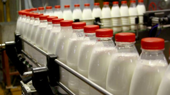 Фотография к новости: ШҚО Алтай ауданында жыл соңына дейін халықтан жиналатын сүт көлемі артады