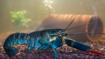 Фотография к новости: Қапшағайда африкалық клариус пен австралиялық шаян өсіріліп жатыр