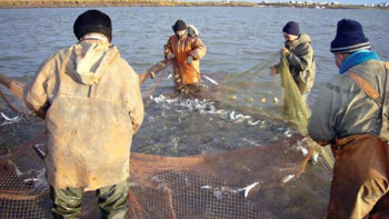 Фотография к новости: Шүлбі суқоймасына 100 мың шабақ жіберіледі