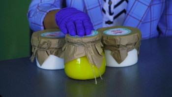 Фотография к новости: Глубокое ауданында тұратын көпбалалы ана ерекше кәсіп бастады