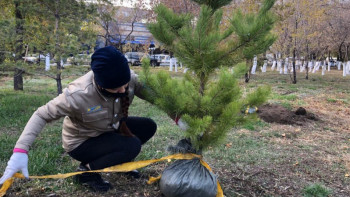 Фотография к новости: Павлодар облысының 12 волонтерлік ұйымы ағаш отырғызды