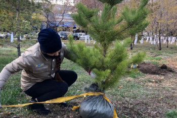Фотография к новости: Павлодар облысының 12 волонтерлік ұйымы ағаш отырғызды
