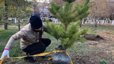 Павлодар облысының 12 волонтерлік ұйымы ағаш отырғызды
