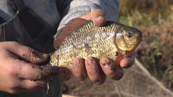 Фотография к новости: Павлодарда соңғы үш жылда су айдындарына 500 мың шабақ жіберілді 