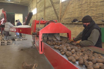 Өңір шаруалары көкөніс жинау науқанын аяқтауға жақын 