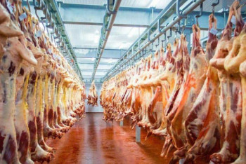 Фотография к новости: Шығыс Қазақстанда ет экспорты артады 