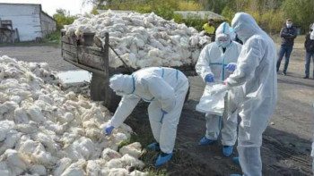 Фотография к новости: Қазақстанда бір айда 800 мыңнан астам құс қырылып қалды 