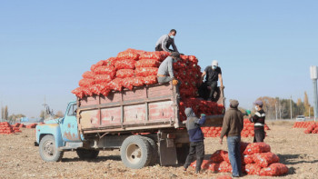 Фотография к новости: Тамшылатып суару табысты арттырады