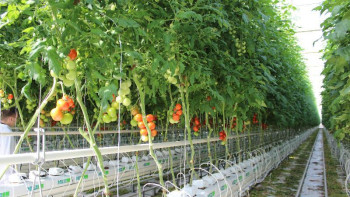 Фотография к новости: Ақсу жылыжай кешені көкөніс өсірудің жаңа технологияларын енгізеді