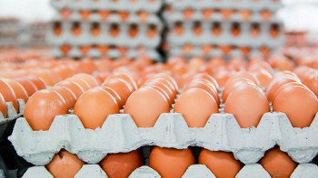 Фотография к новости: Елде жұмыртқа бағасы қымбаттап, импорт екі есе төмендеген