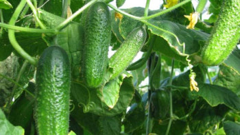 Фотография к новости: Қайтарымсыз грант алып, кәсібін дөңгелеткен 