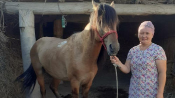 Фотография к новости: «Еңбек»: Қожабақылық кәсіпкер келіншектер мал шаруашылығымен айналысуда