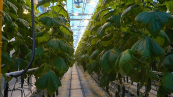 Фотография к новости: Степногорск қаласында жаңа жылыжай кешені салынуда 