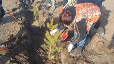 ﻿Қарағандыдағы хайуанаттар бағы аумағына 300 ағаш﻿ отырғызылды