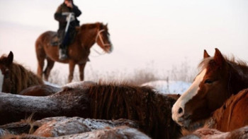 Фотография к новости: Жыл басынан бері мыңнан астам мал ұрысы ұсталған 
