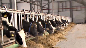 Фотография к новости: Елдегі әрбір төртінші сүт фермасы СҚО-ға тиесілі 