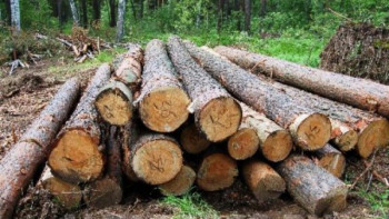 Фотография к новости: Ағаштарды заңсыз кескендерге жаза қатаңдатылады