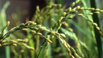 Фотография к новости: Су тапшылығын болдырмау мақсатында күріш алқабын азайту қажет - министр