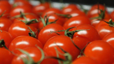 Түрікменстаннан келген қызанақтан вирус анықталды