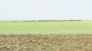 Фотография к новости: Министр пайдаланылмай жатқан жайылымдық жерді қайтару қалай жүзеге асырылатынын айтты 