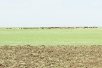 Фотография к новости: Министр пайдаланылмай жатқан жайылымдық жерді қайтару қалай жүзеге асырылатынын айтты 