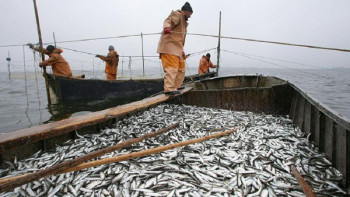Фотография к новости: Каспийдегі балық аулау аймағы ұлғайтылатын болды