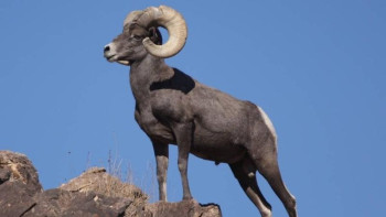 Фотография к новости: Бозжырада парк қызметкерлері арқармен суретке де түсіп жүр