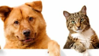 Фотография к новости: Жануарлар мен құстарға да екпе салынады