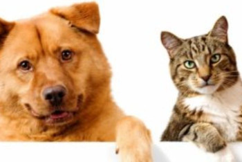 Фотография к новости: Жануарлар мен құстарға да екпе салынады