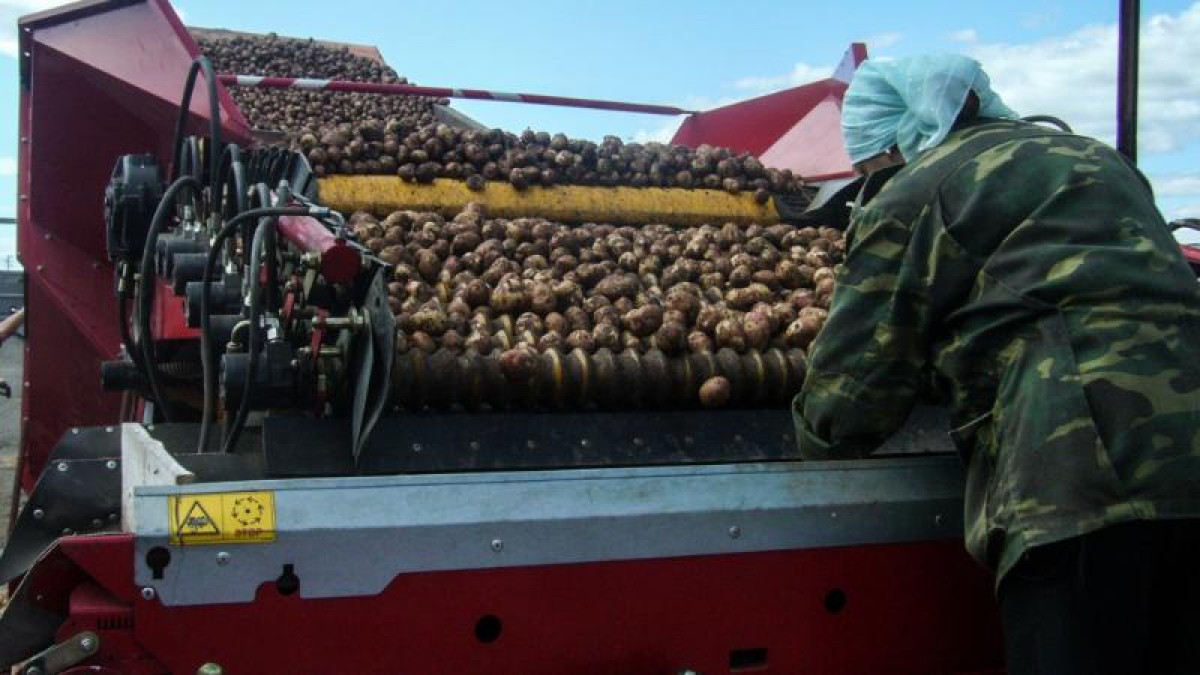 2020 жылы Ақсуда 100 мың тонна картоп алынды