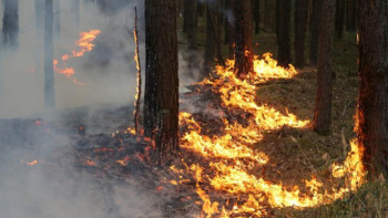 Фотография к новости: Былтыр 701 орман өрті тіркелді