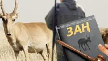 Фотография к новости: Киіктерге қатысты браконьерліктің 85 фактісі тіркелді