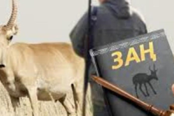 Фотография к новости: Киіктерге қатысты браконьерліктің 85 фактісі тіркелді