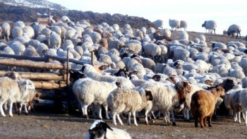 Фотография к новости: Шығыста сиыр табынымен, қой қорасымен жоғалып жатыр - депутат 