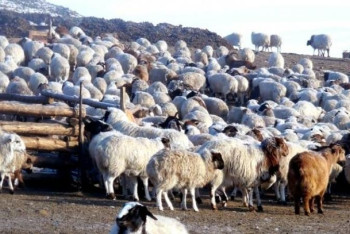 Фотография к новости: Шығыста сиыр табынымен, қой қорасымен жоғалып жатыр - депутат 