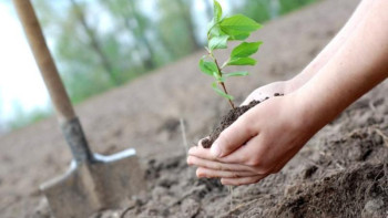 Фотография к новости: Бес жылда орманға 160 млн, қалаға 16 мың түп ағаш отырғызылады