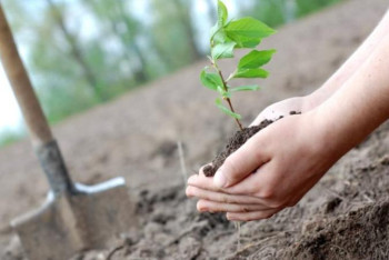 Фотография к новости: Бес жылда орманға 160 млн, қалаға 16 мың түп ағаш отырғызылады