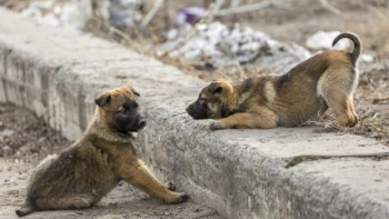 Фотография к новости: Қаңғыбас жануарларды ату қаржылық жағынан тиімсіз
