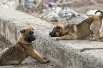 Фотография к новости: Қаңғыбас жануарларды ату қаржылық жағынан тиімсіз