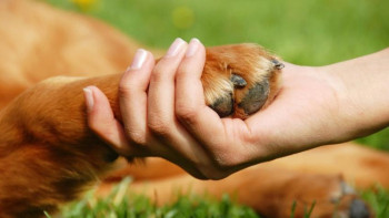 Фотография к новости: Қазақстанда жануарларды қорғау деген сөздің нақты анықтамасы жоқ