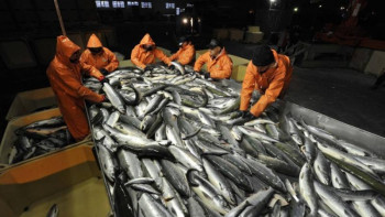 Фотография к новости: Арал ауданы шетелге 2 мың тоннадан астам балық жөнелтті