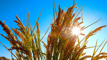 Фотография к новости: Агросақтандыру шығындарын субсидиялауға 3,3 млрд теңге бөлінді