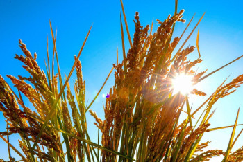 Фотография к новости: Агросақтандыру шығындарын субсидиялауға 3,3 млрд теңге бөлінді