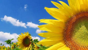 Фотография к новости: Шығысқазақстандық шаруалар өнім көлемін 4 есеге ұлғайтпақ