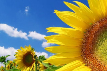 Фотография к новости: Шығысқазақстандық шаруалар өнім көлемін 4 есеге ұлғайтпақ