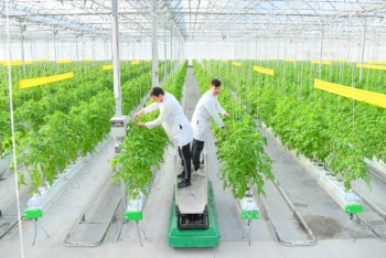 Фотография к новости: Шымкентте ауыл шаруашылық тауарын өндіретін 177 нысанға мемлекеттен субсидия берілген 