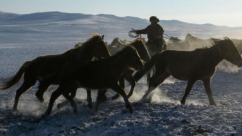 Фотография к новости: Мал ұрлығына қатысқан 192 адам ұсталды