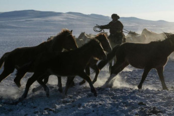 Фотография к новости: Мал ұрлығына қатысқан 192 адам ұсталды