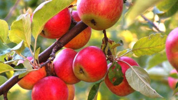 Фотография к новости: Оңтүстік өңірлерде алма ағашын егу ұсынылды  